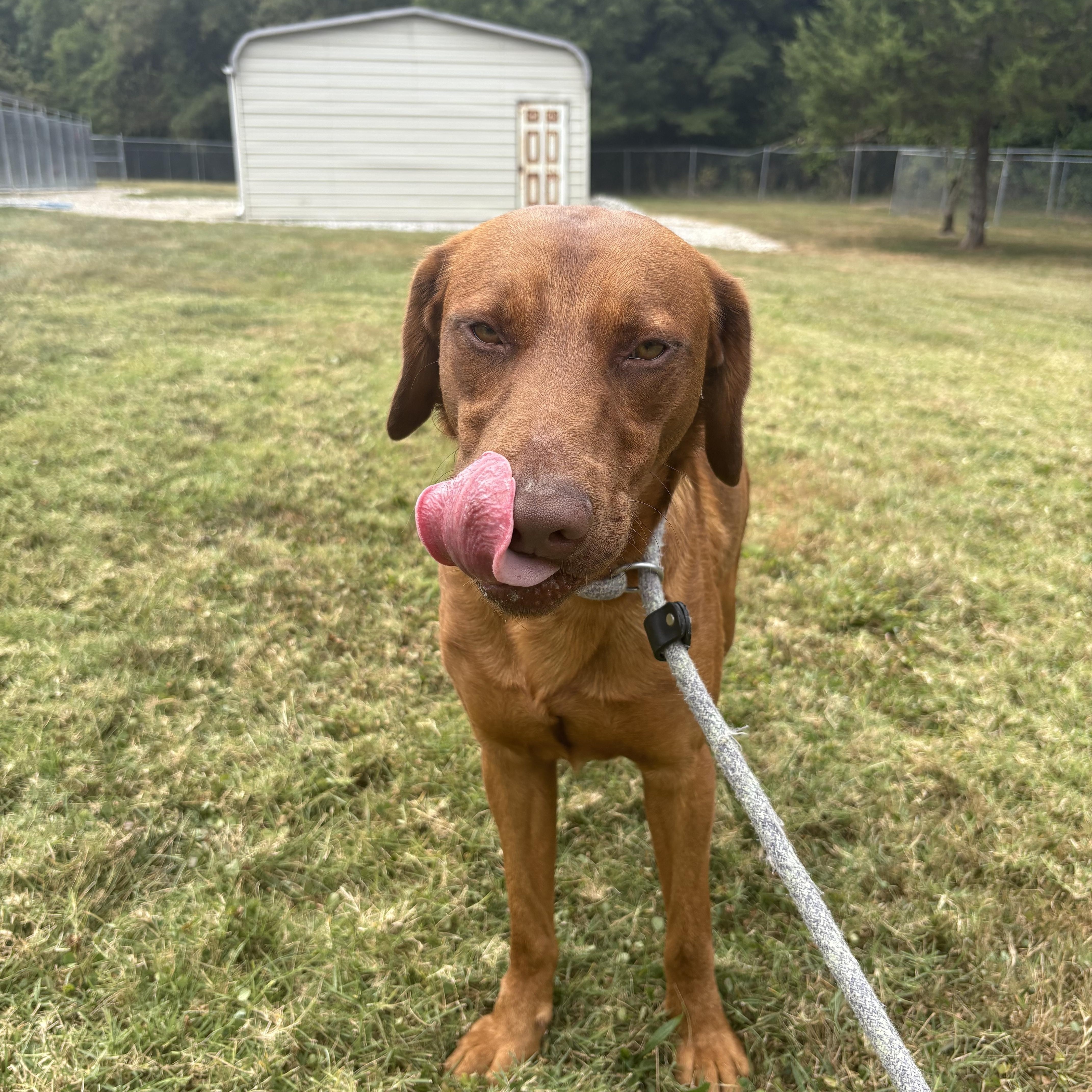 Enlarge Red, a Adoptable mixed breed in Godfrey, IL image 2/3