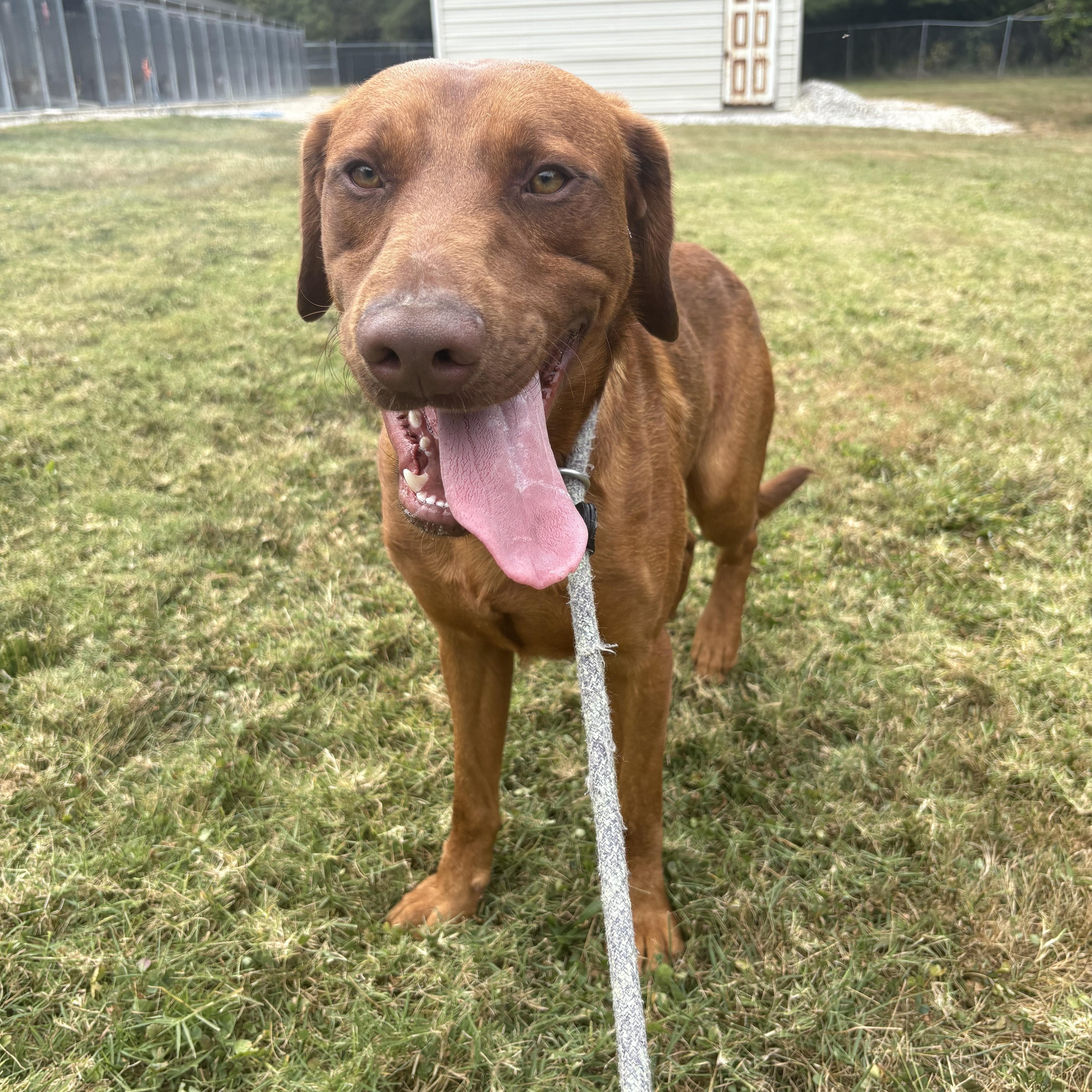 Enlarge Red, a Adoptable mixed breed in Godfrey, IL image 3/3