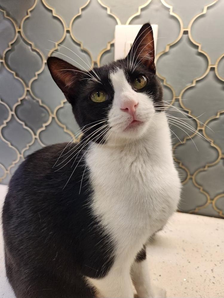 Enlarge Lime, a Adoptable Domestic Short Hair in Dallas, TX image 1/3