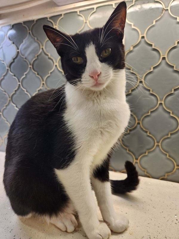 Enlarge Lime, a Adoptable Domestic Short Hair in Dallas, TX image 3/3