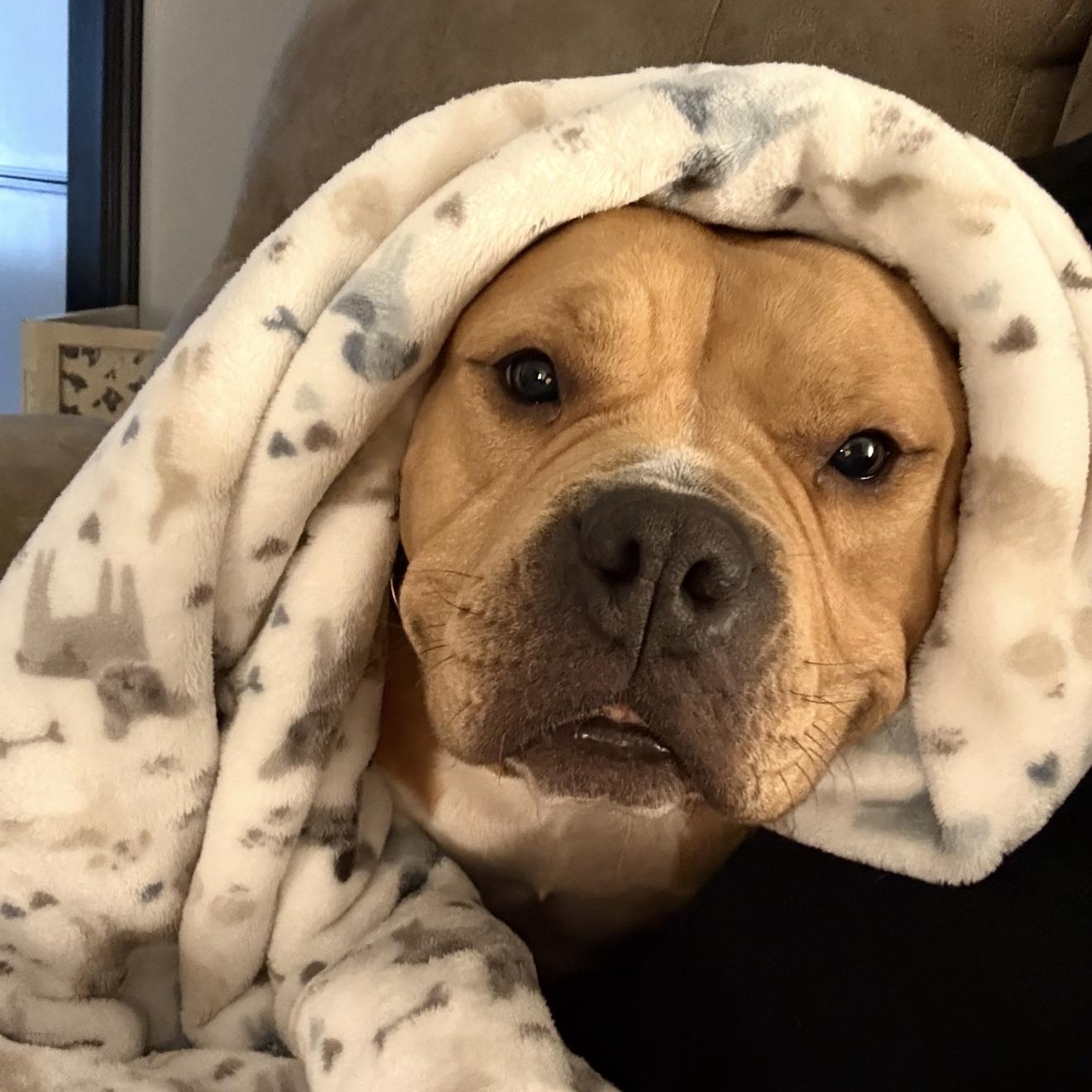 Gigi , ADOPTABLE, Adult Female Bulldog.