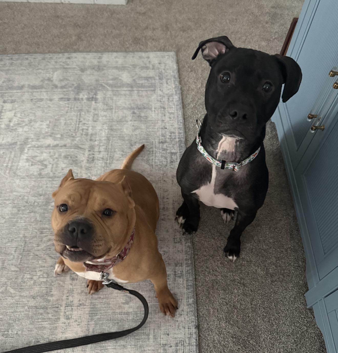 Enlarge Gigi , a ADOPTABLE mixed breed in Grand Haven, MI image 3/4