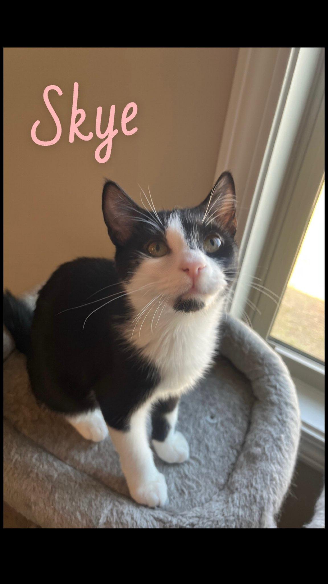 Skye, Baby Female Tuxedo