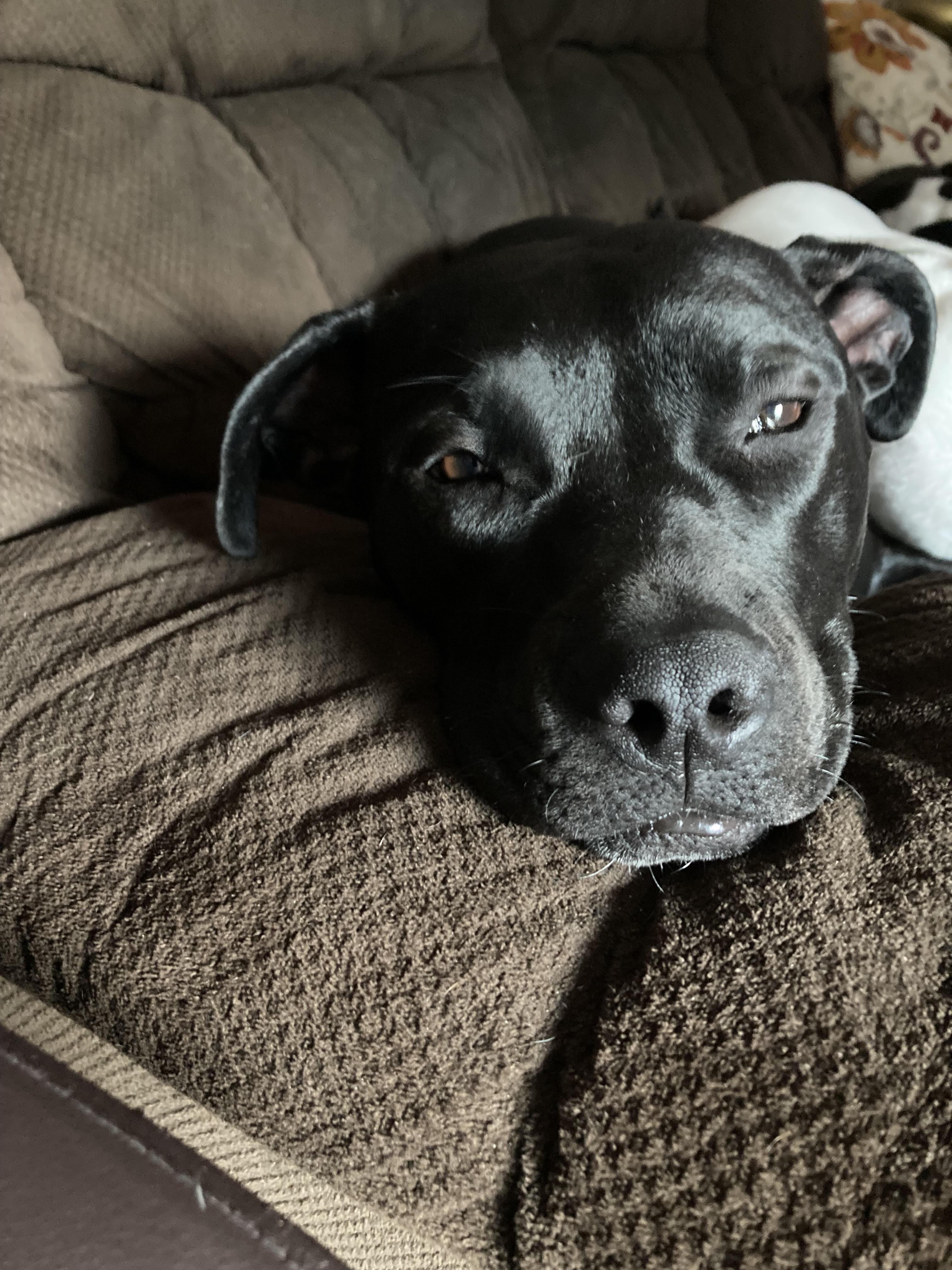 Tootsie, Adoptable, Adult Female Mixed Breed.