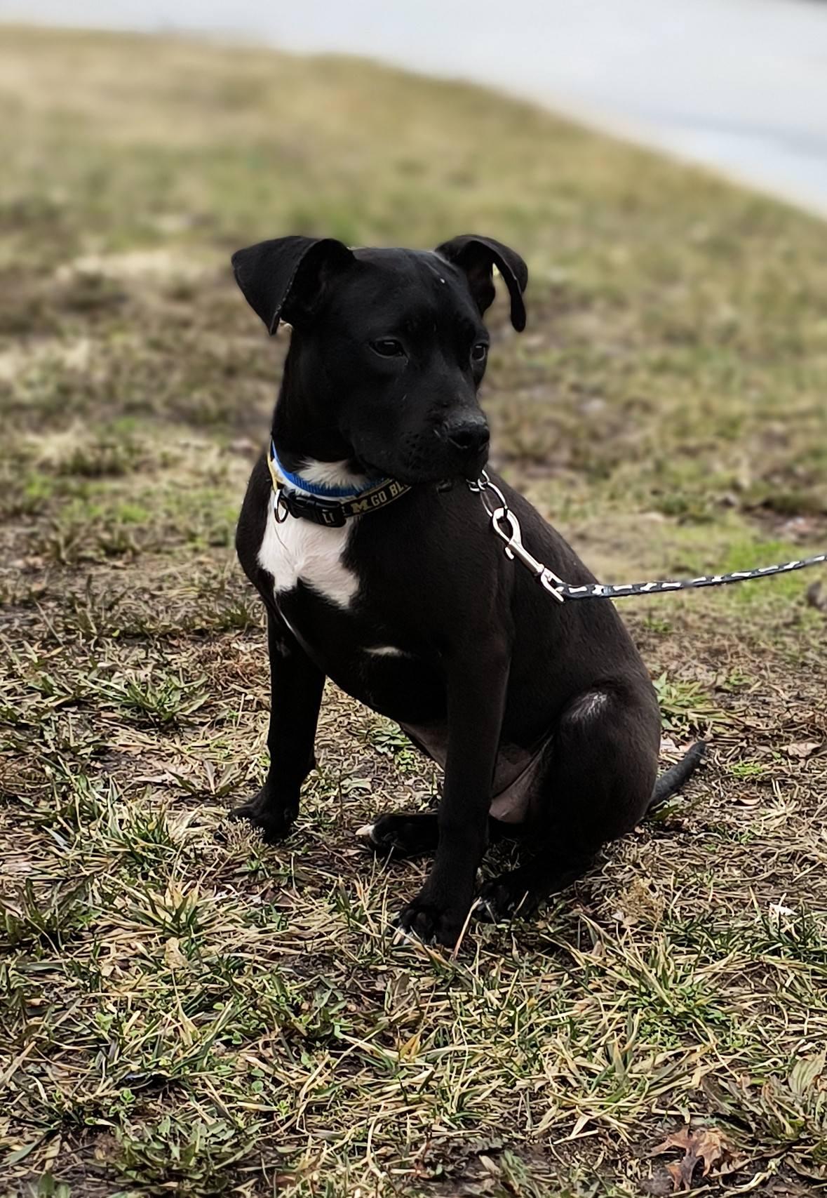 Enlarge Tootsie, a ADOPTABLE mixed breed in Oregon, OH image 2/3