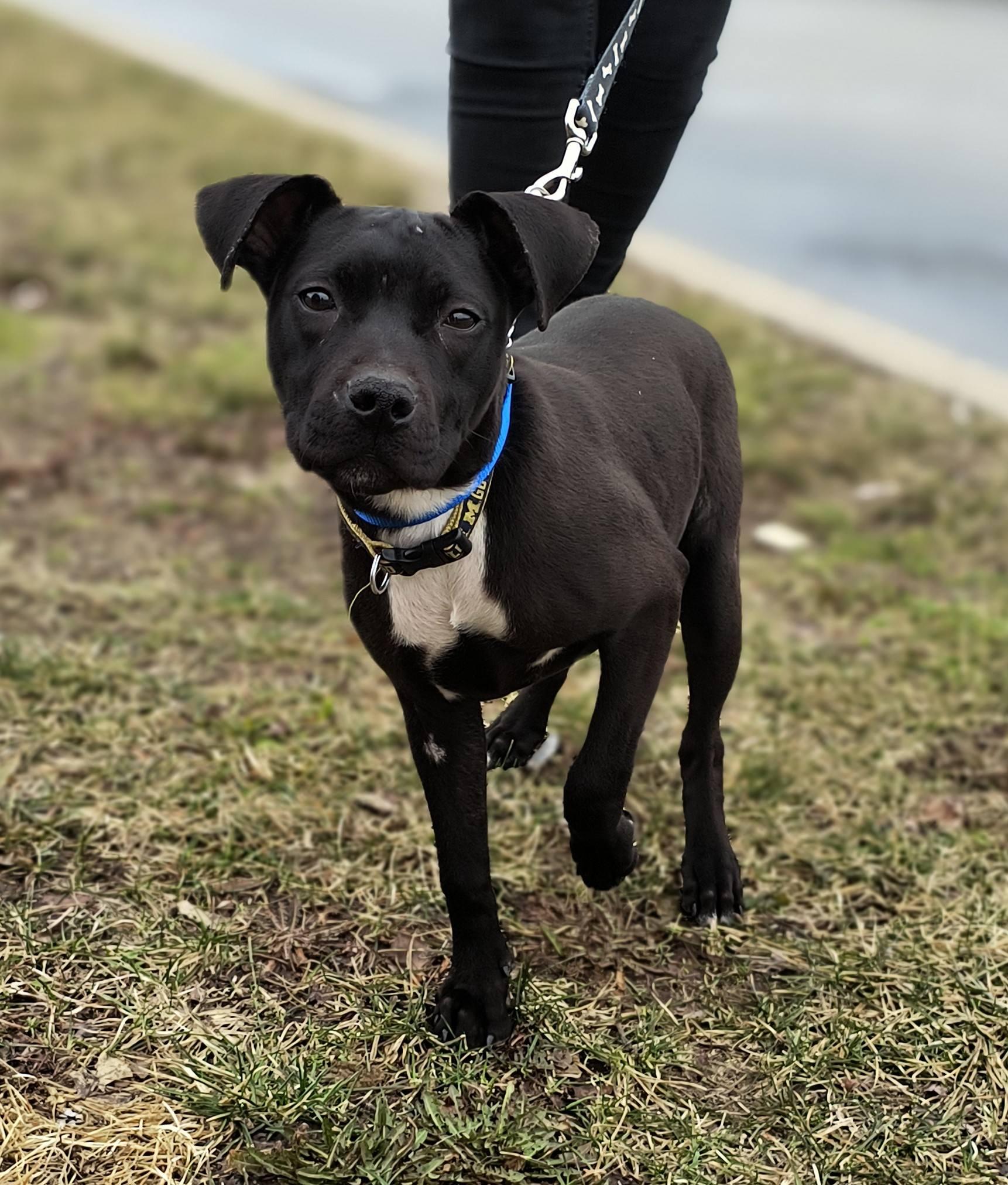 Enlarge Tootsie, a ADOPTABLE mixed breed in Oregon, OH image 1/3