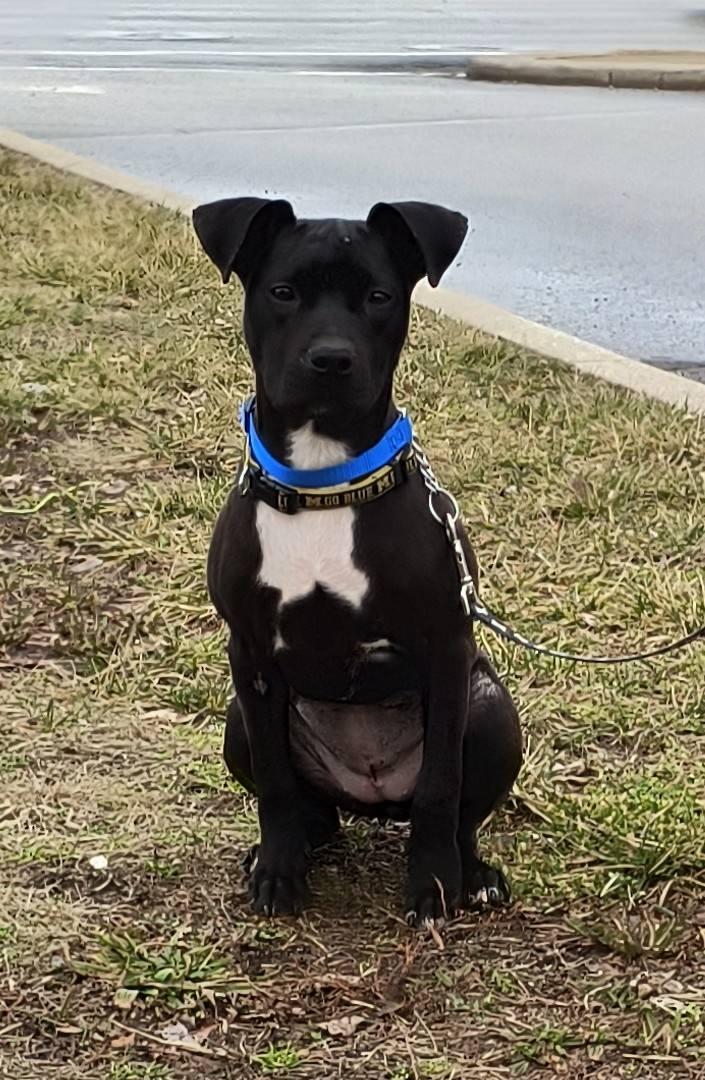 Enlarge Tootsie, a ADOPTABLE mixed breed in Oregon, OH image 3/3