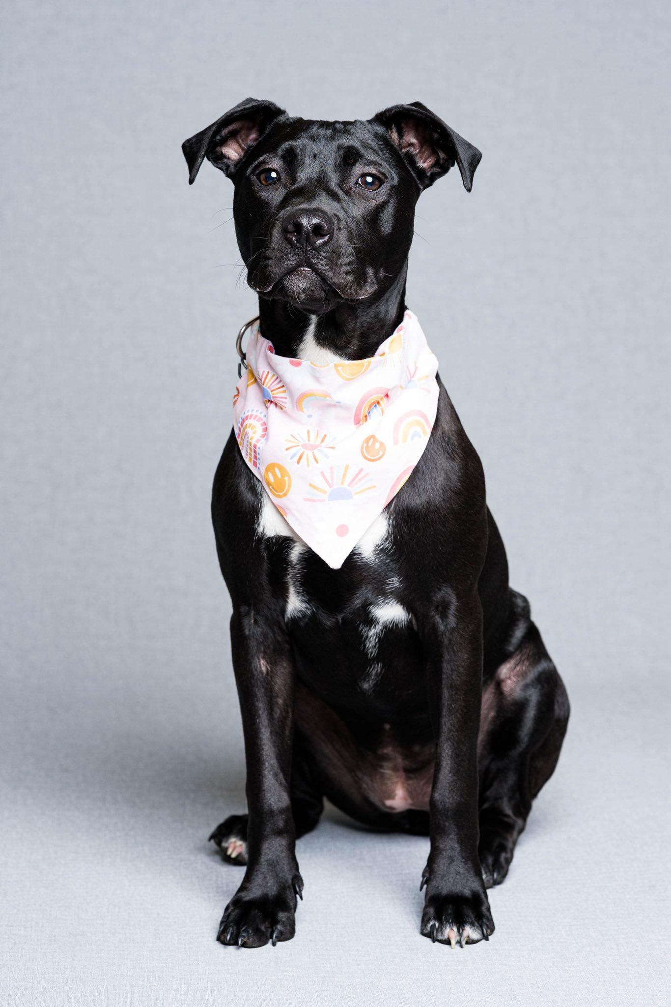 Tootsie, ADOPTABLE, Young Female Mixed Breed.