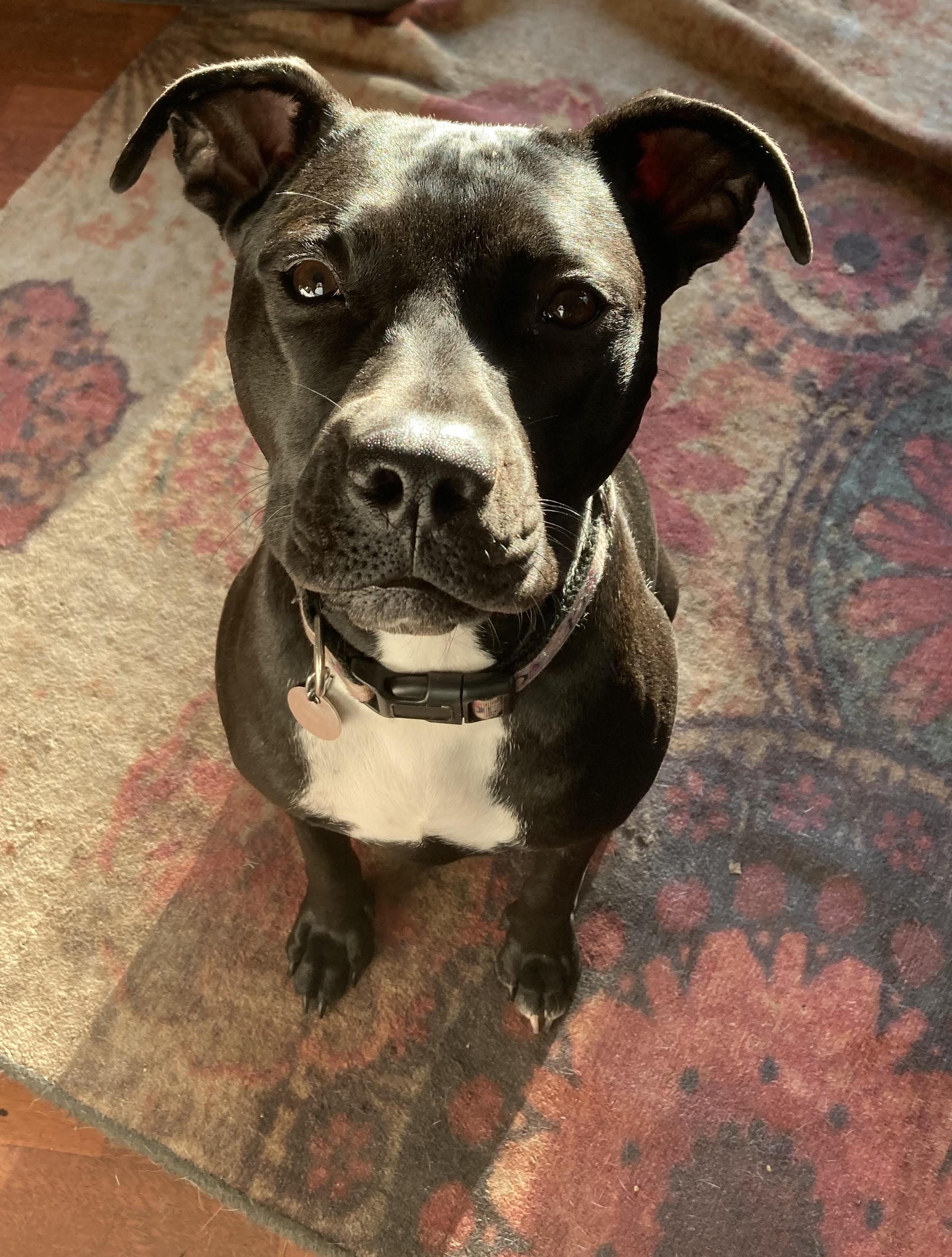 Enlarge Tootsie, a Adoptable mixed breed in Oregon, OH image 3/3