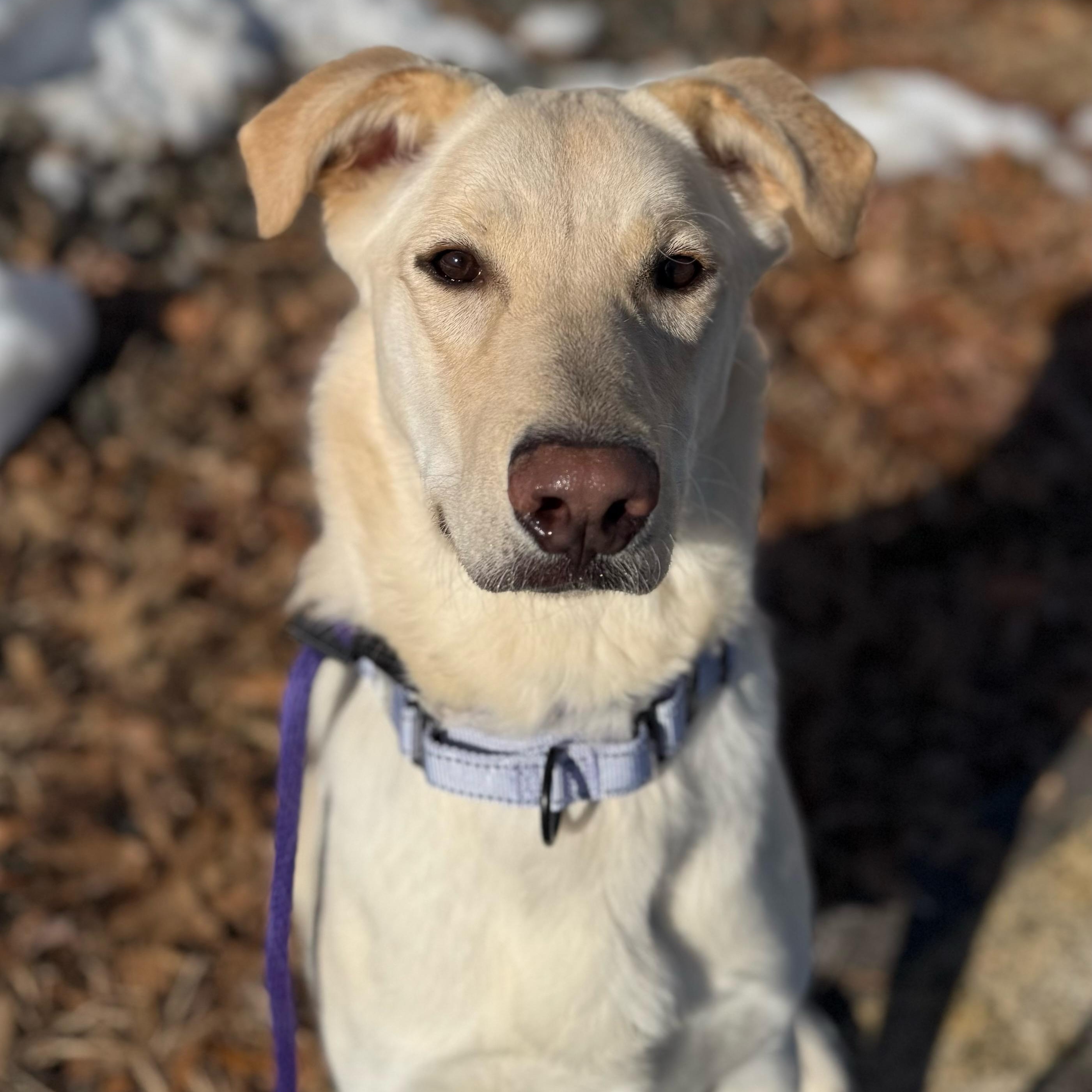 Sunny (ID 48776/546), a ADOPTABLE Labrador Retriever in Manassas, VA image 1/4