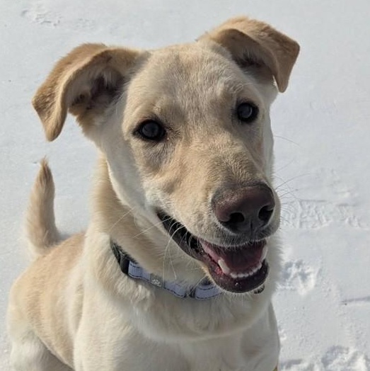 Sunny (ID 48776/546), a ADOPTABLE Labrador Retriever in Manassas, VA image 4/4