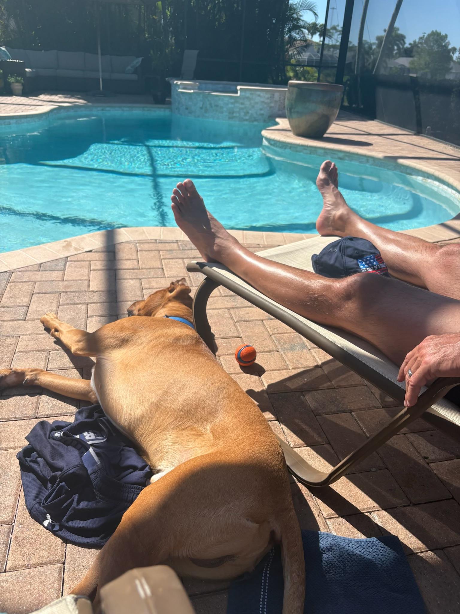 Enlarge Timber, a ADOPTABLE mixed breed in tampa, FL image 5/6