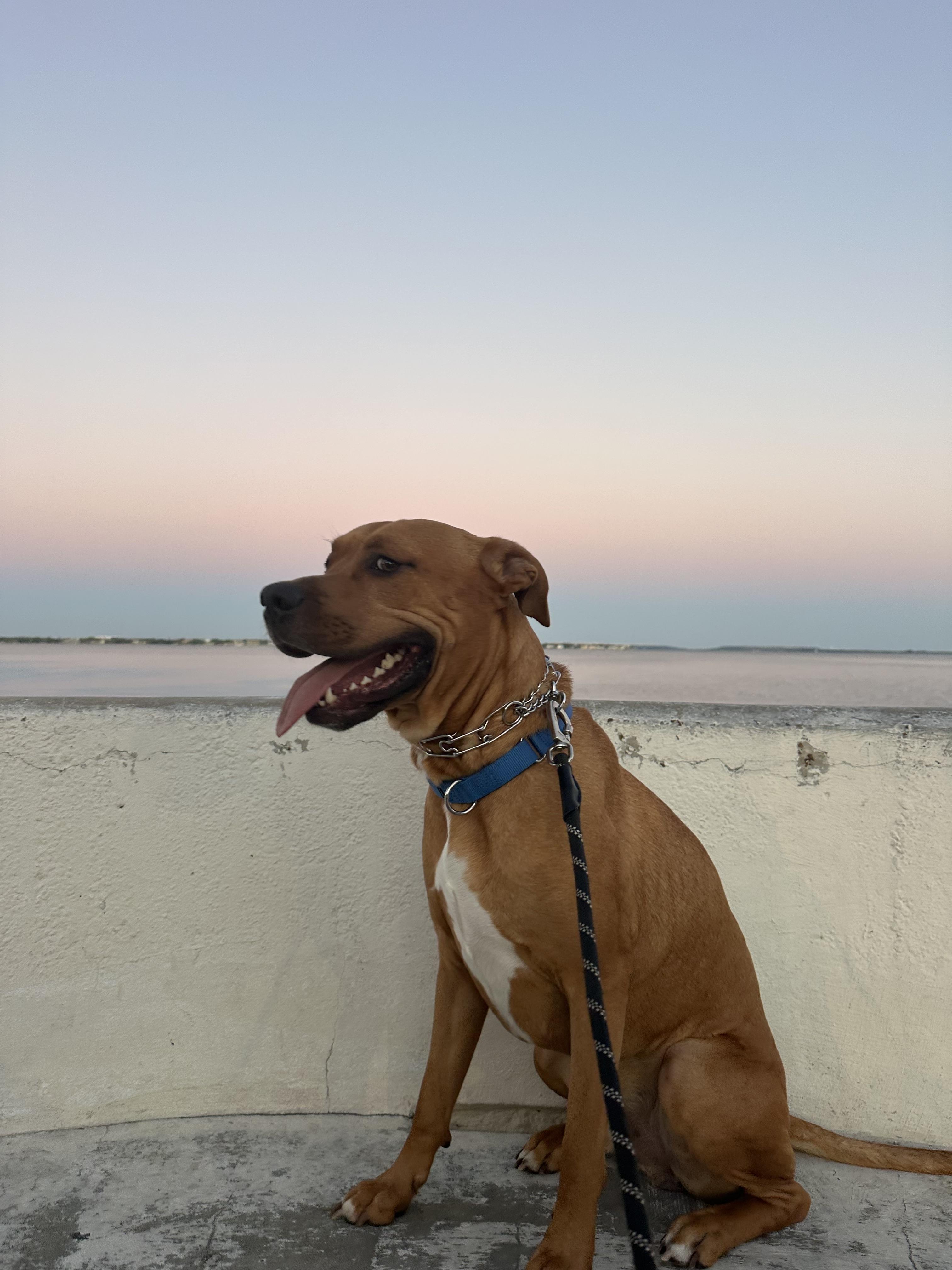 Enlarge Timber, a ADOPTABLE mixed breed in tampa, FL image 2/6