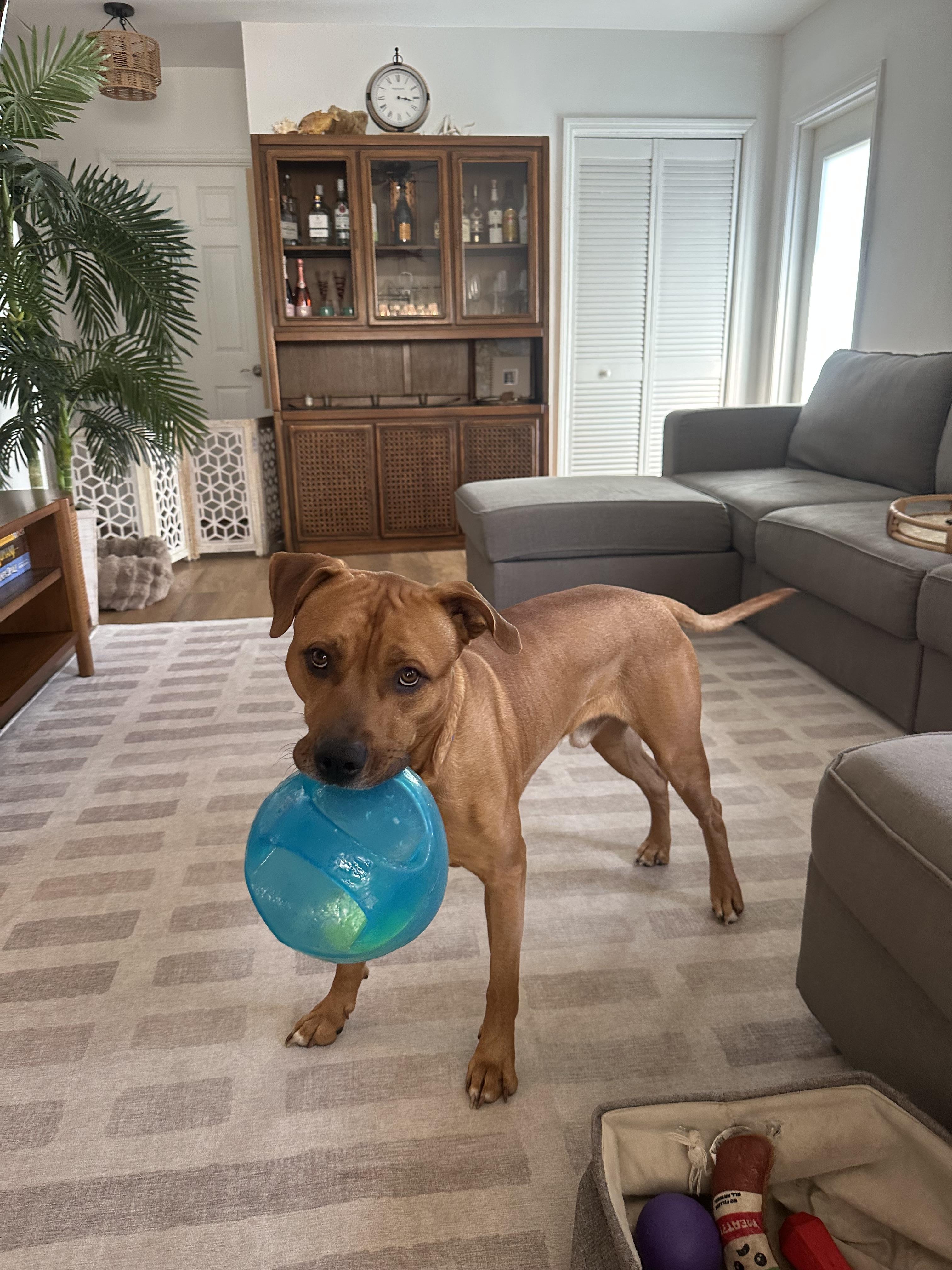 Enlarge Timber, a ADOPTABLE mixed breed in tampa, FL image 6/6