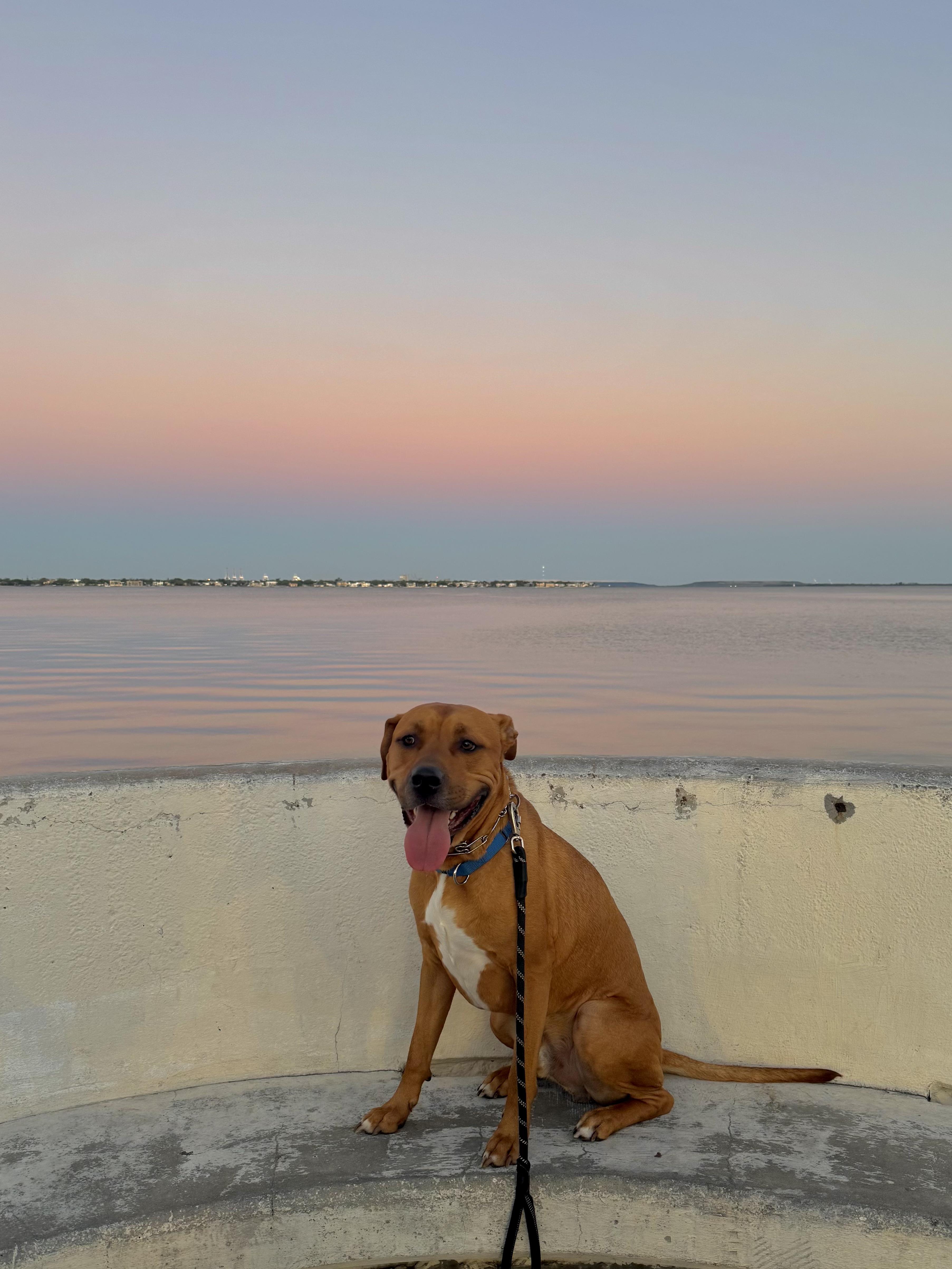 Enlarge Timber, a ADOPTABLE mixed breed in tampa, FL image 1/6