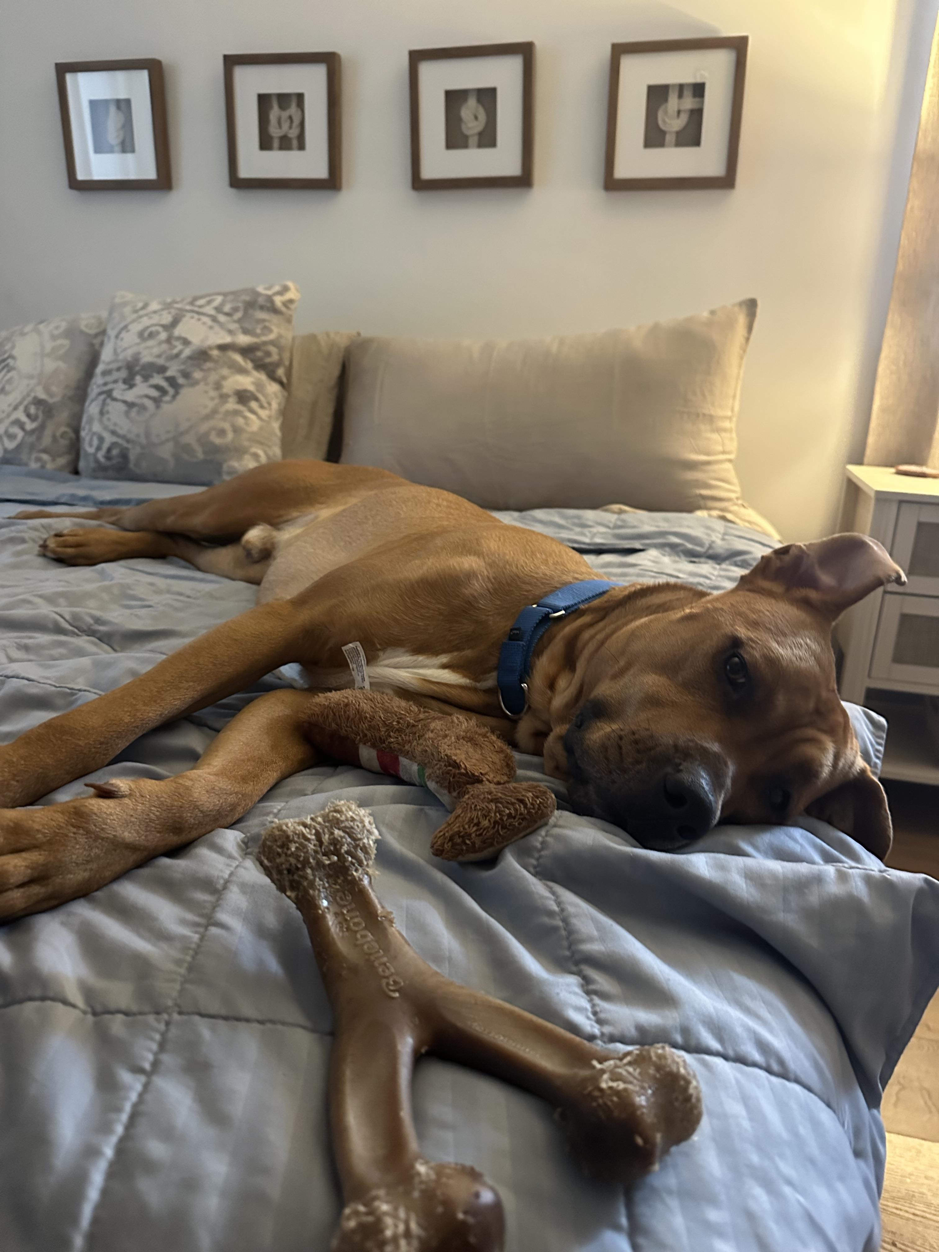 Enlarge Timber, a ADOPTABLE mixed breed in tampa, FL image 4/6