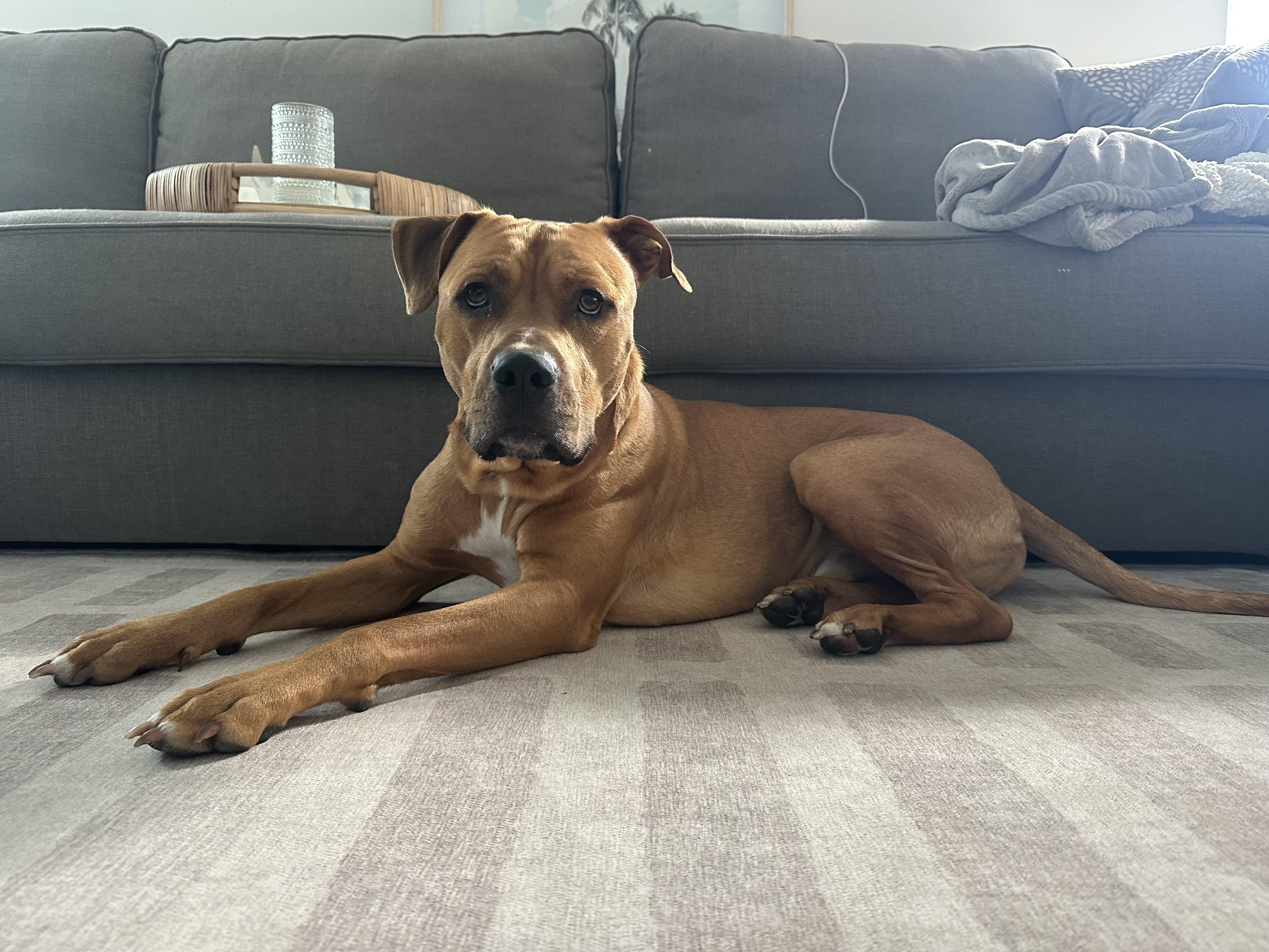 Enlarge Timber, a ADOPTABLE mixed breed in tampa, FL image 3/6