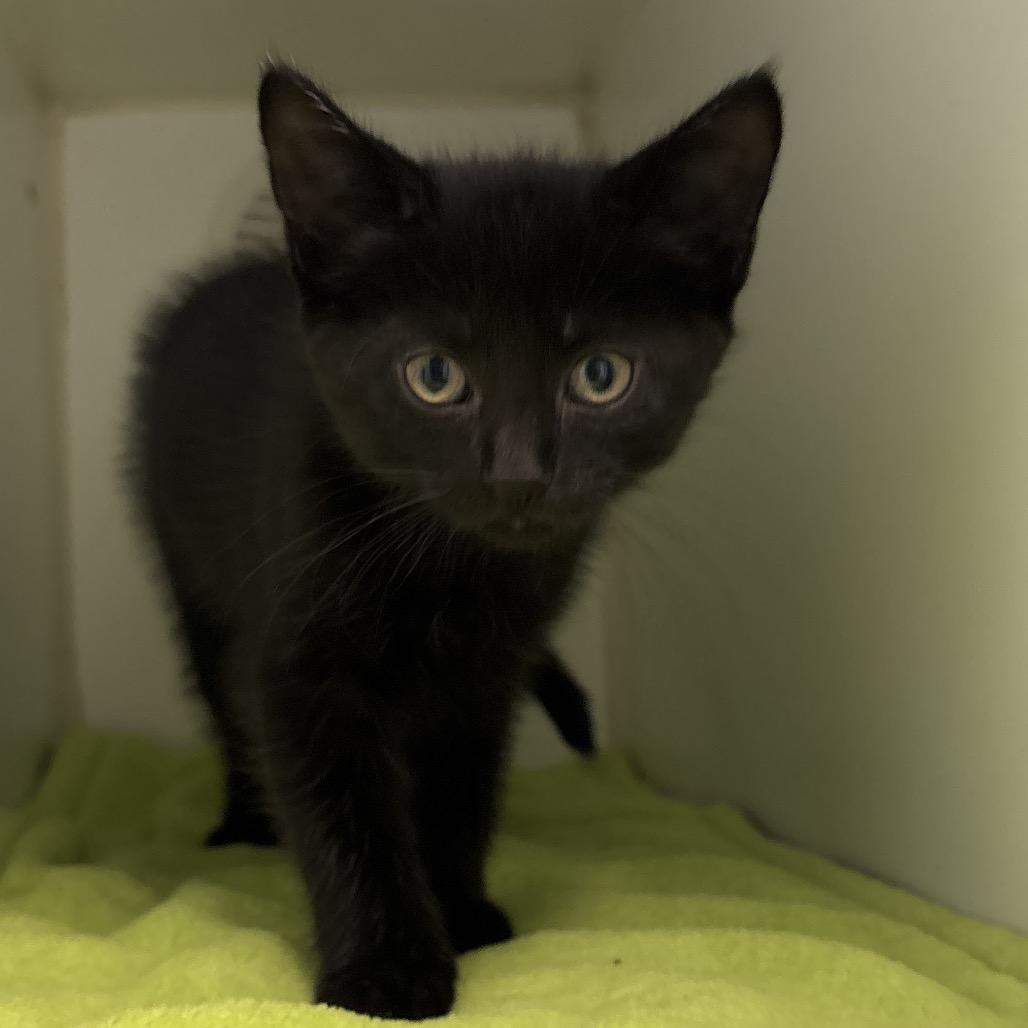 Cappuccino, Adopted, Kitten Male Domestic Short Hair.