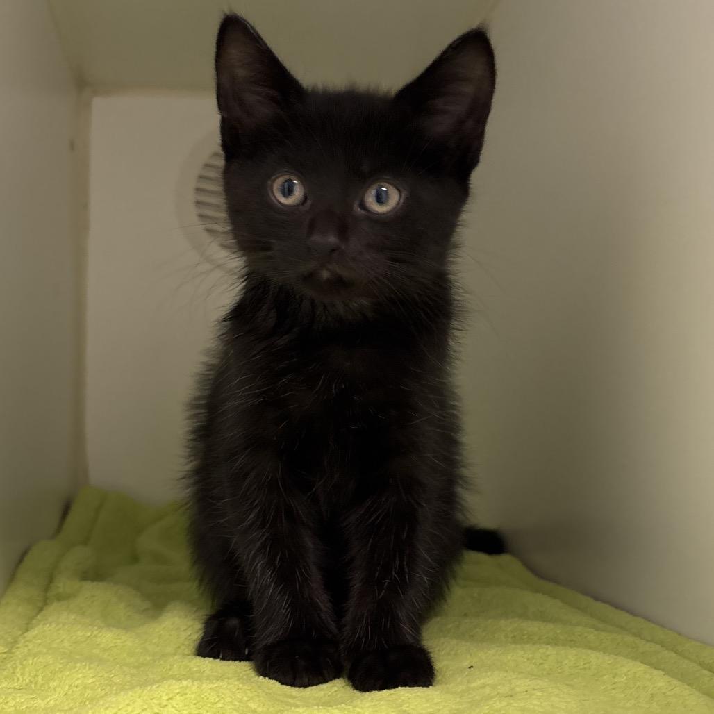 Enlarge Cappuccino, a Adopted Domestic Short Hair in Naperville, IL image 2/2