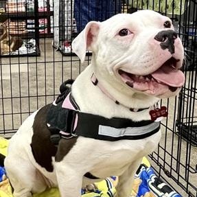 Lilly- Needs a forever home!