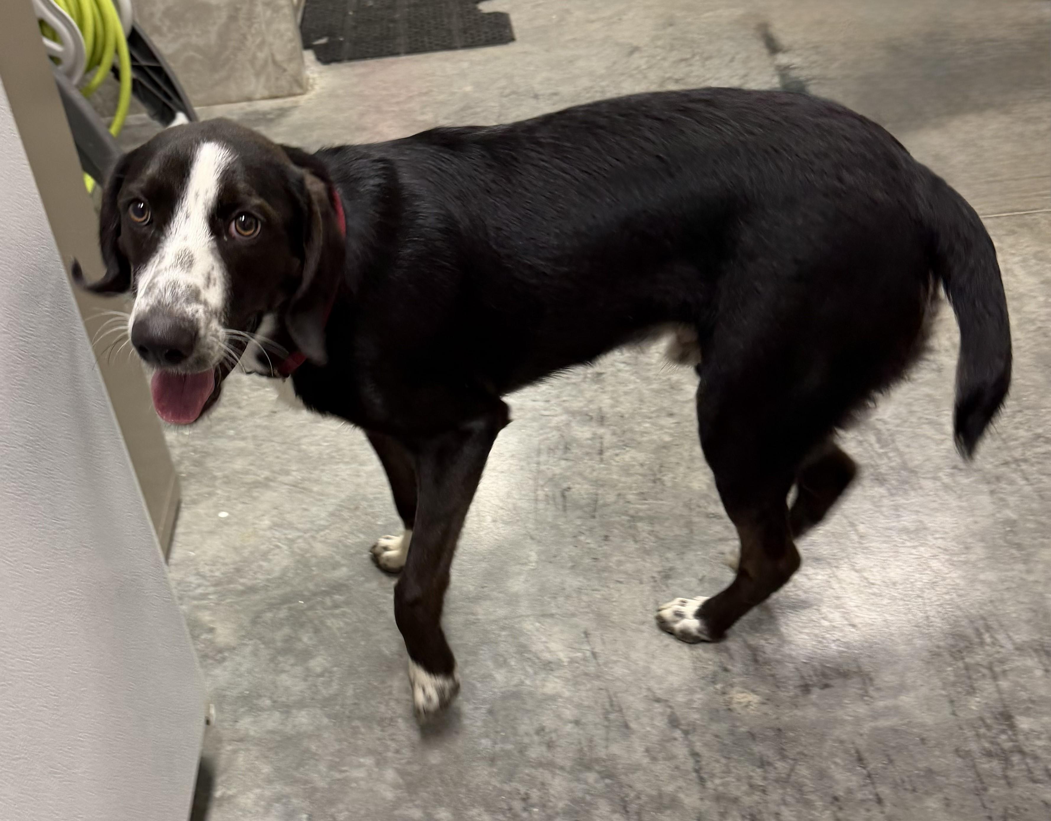 Ace, ADOPTABLE, Young Male Great Dane.