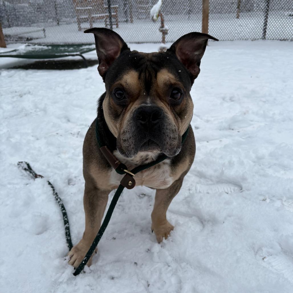 Crumbl Cookie, Adoptable, Adult Male Pit Bull Terrier.