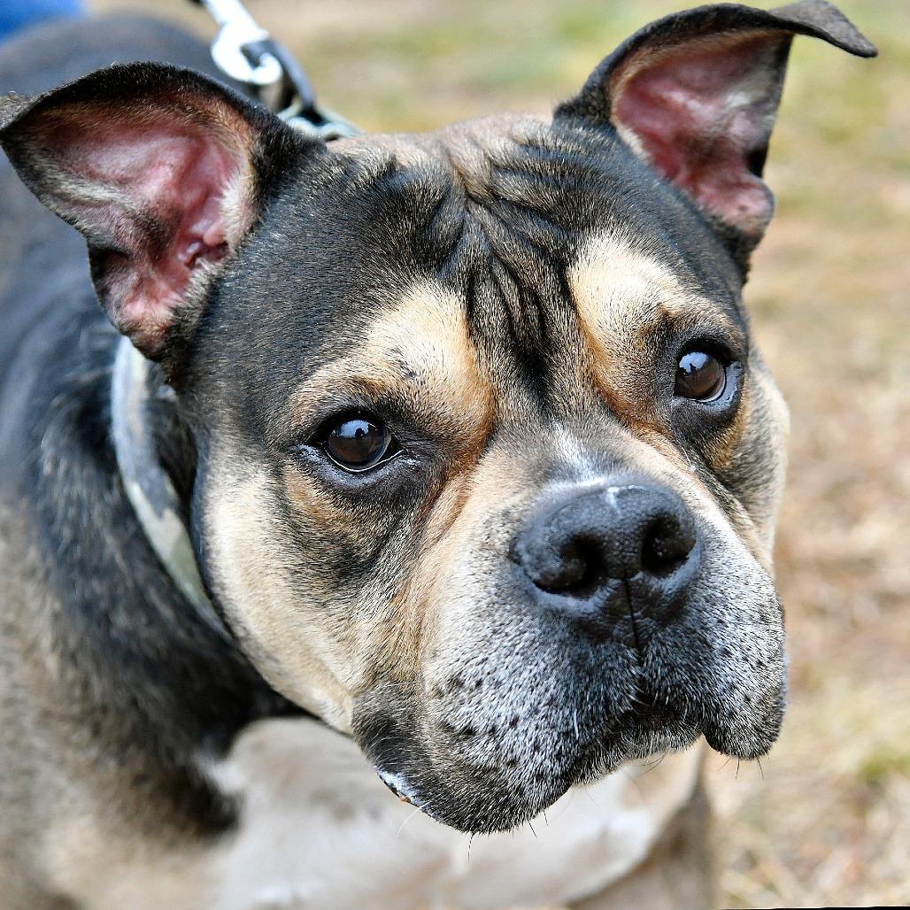 Enlarge Crumbl Cookie, a Adoptable Pit Bull Terrier in York, PA image 2/6