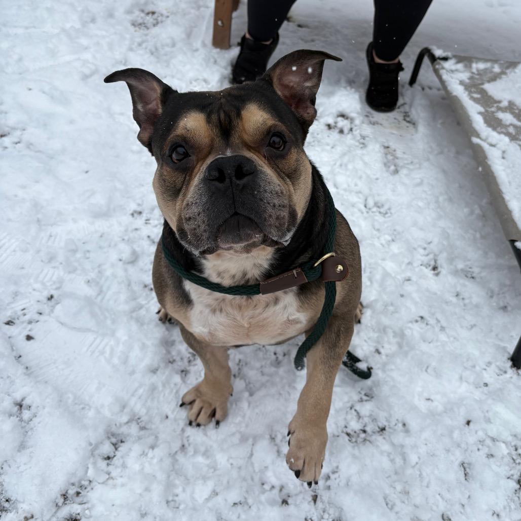 Enlarge Crumbl Cookie, a Adoptable Pit Bull Terrier in York, PA image 4/6