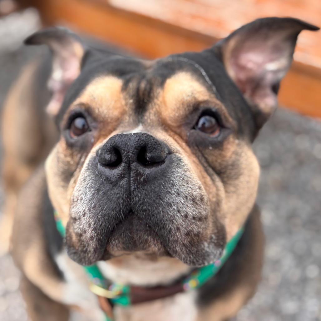 Enlarge Crumbl Cookie, a Adoptable Pit Bull Terrier in York, PA image 6/6