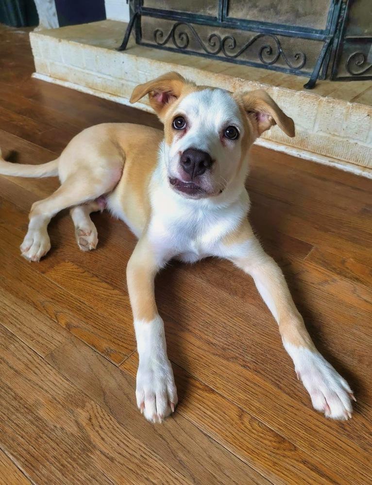 Cypress, Adoptable, Puppy Male Labrador Retriever & German Shepherd Dog.