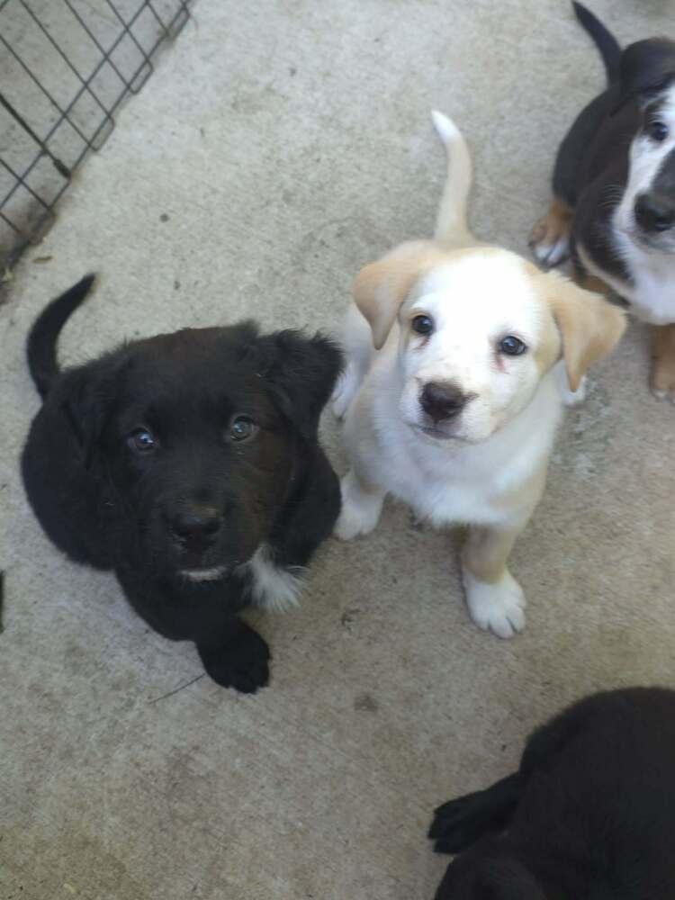 Cypress, Adoptable, Puppy Male Labrador Retriever & German Shepherd Dog.