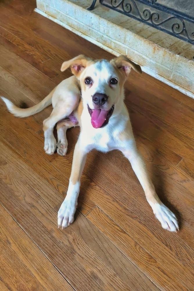 Cypress, a Adoptable mixed breed in Wake Forest, NC image 2/6