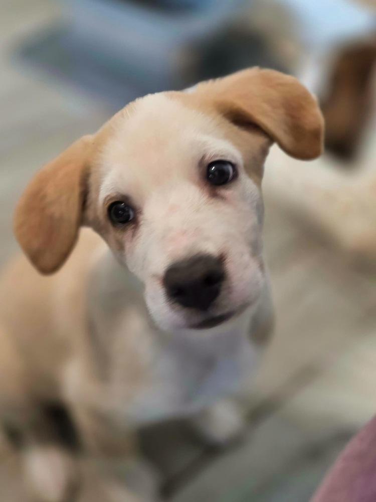Enlarge Cypress, a Adoptable mixed breed in Wake Forest, NC image 2/6