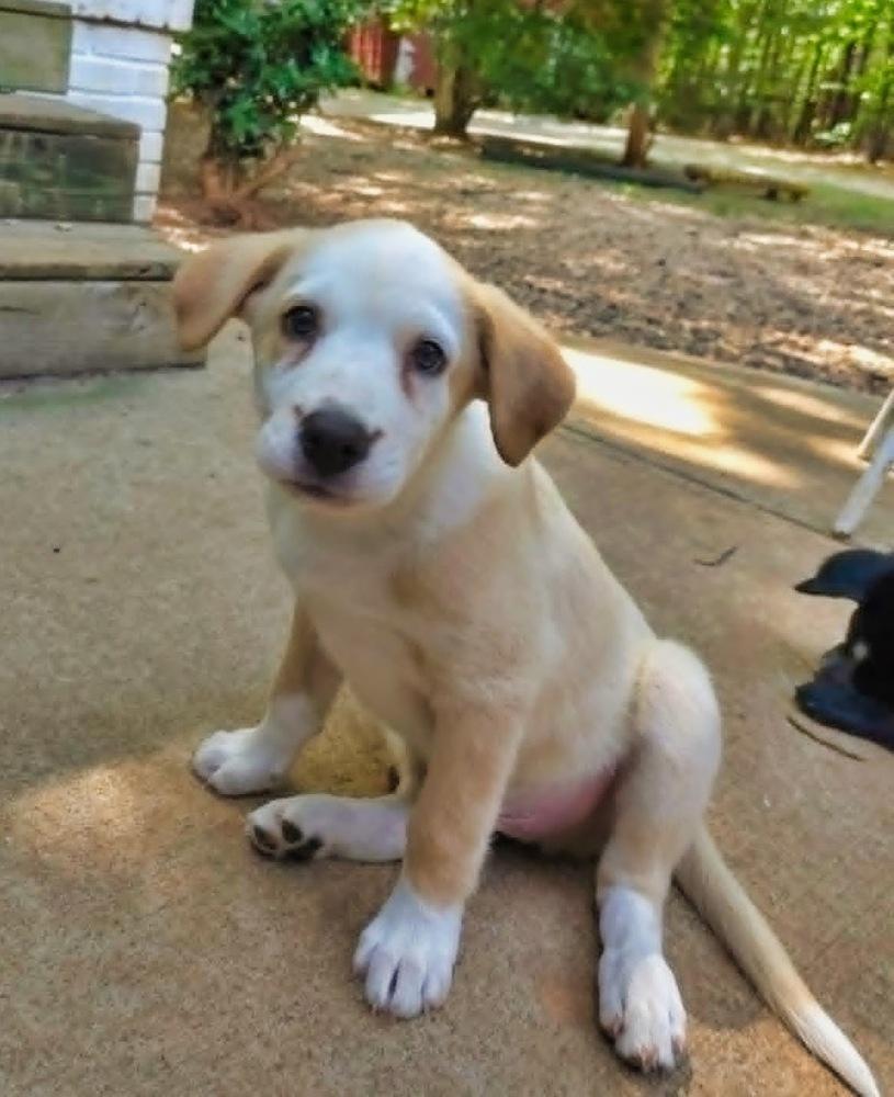 Enlarge Cypress, a Adoptable mixed breed in Wake Forest, NC image 3/6