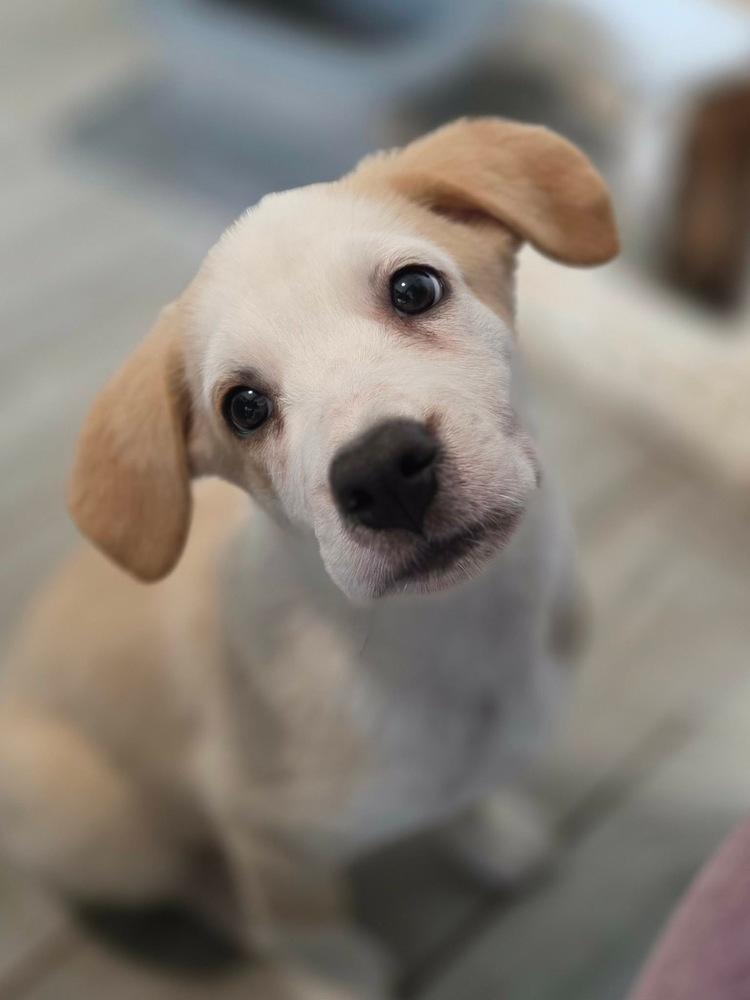 Enlarge Cypress, a Adoptable mixed breed in Wake Forest, NC image 4/6