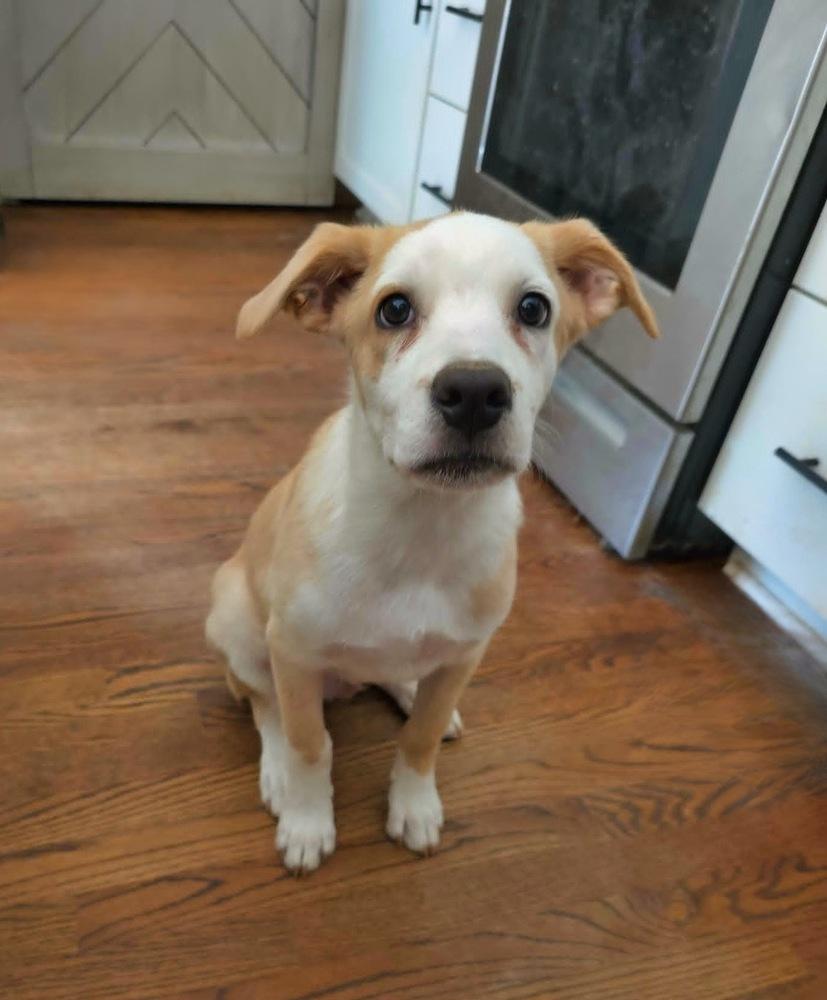 Cypress, a Adoptable mixed breed in Wake Forest, NC image 3/6
