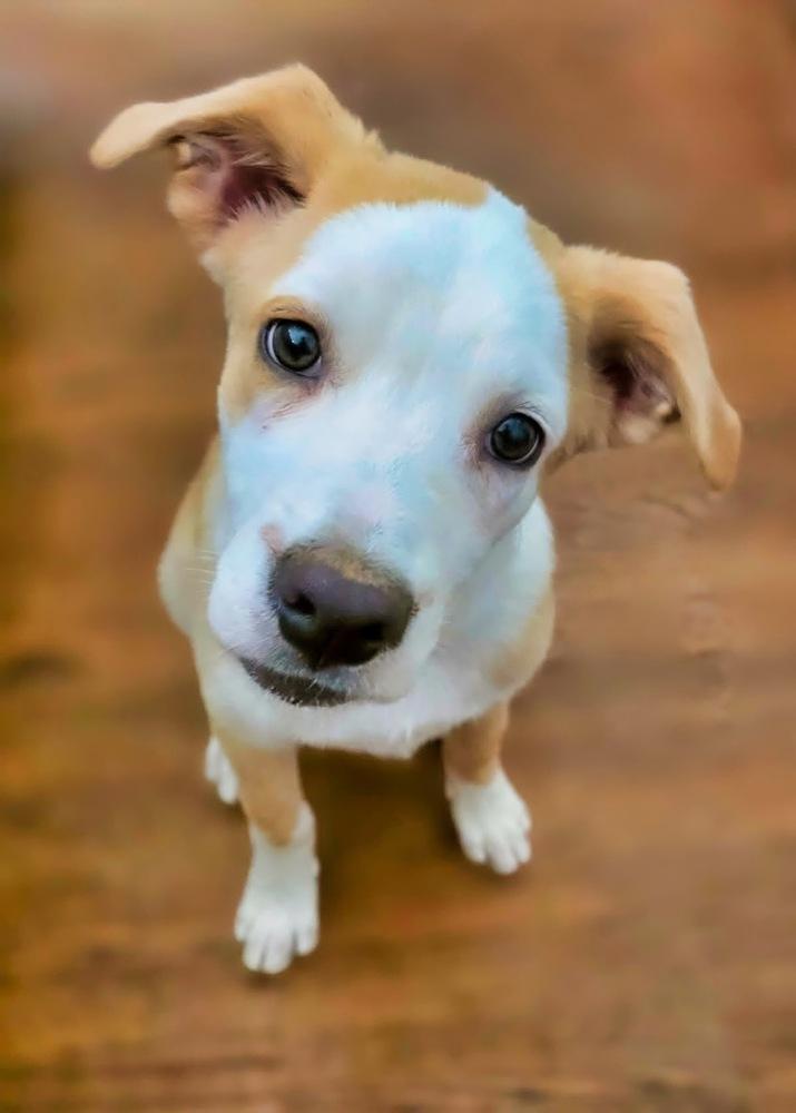 Cypress, a Adoptable mixed breed in Wake Forest, NC image 4/6