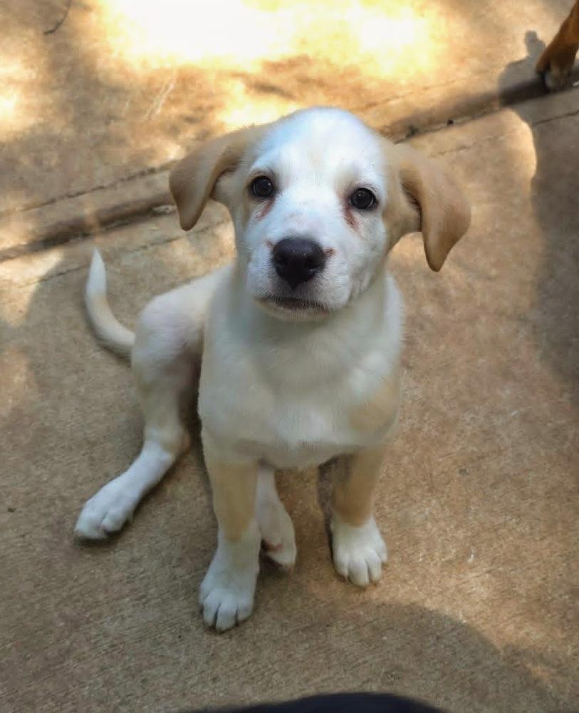 Enlarge Cypress, a Adoptable mixed breed in Wake Forest, NC image 5/6