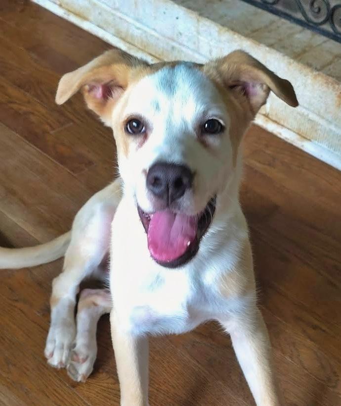 Cypress, a Adoptable mixed breed in Wake Forest, NC image 4/6