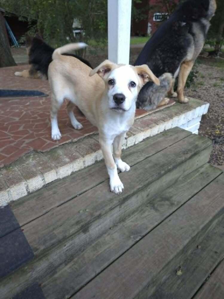 Cypress, a Adoptable mixed breed in Wake Forest, NC image 6/6