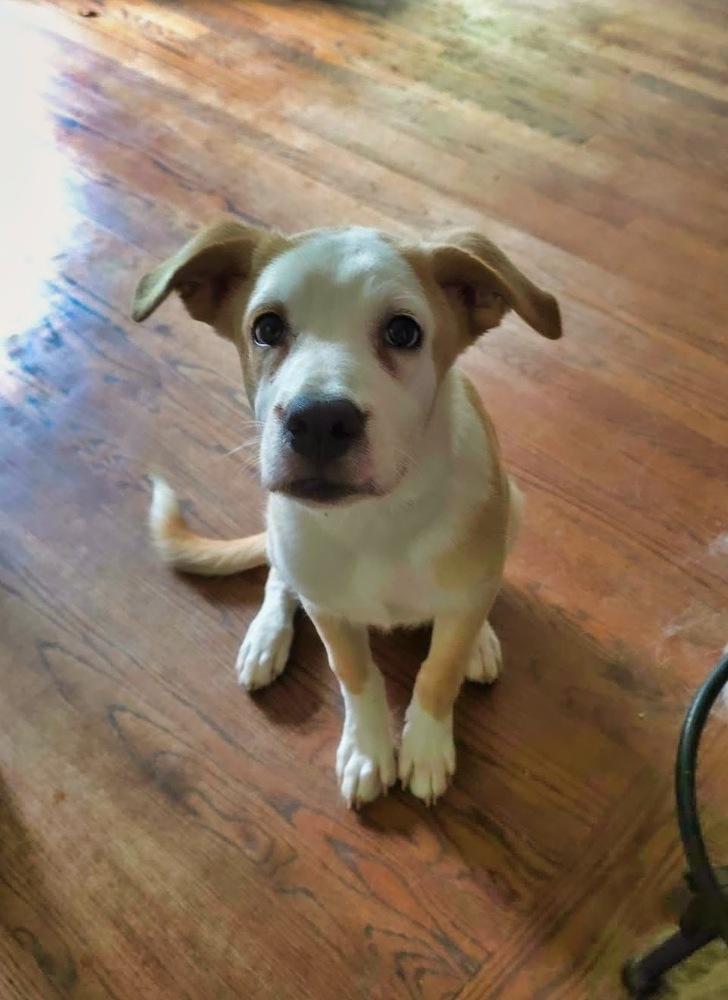 Cypress, a Adoptable mixed breed in Wake Forest, NC image 6/6