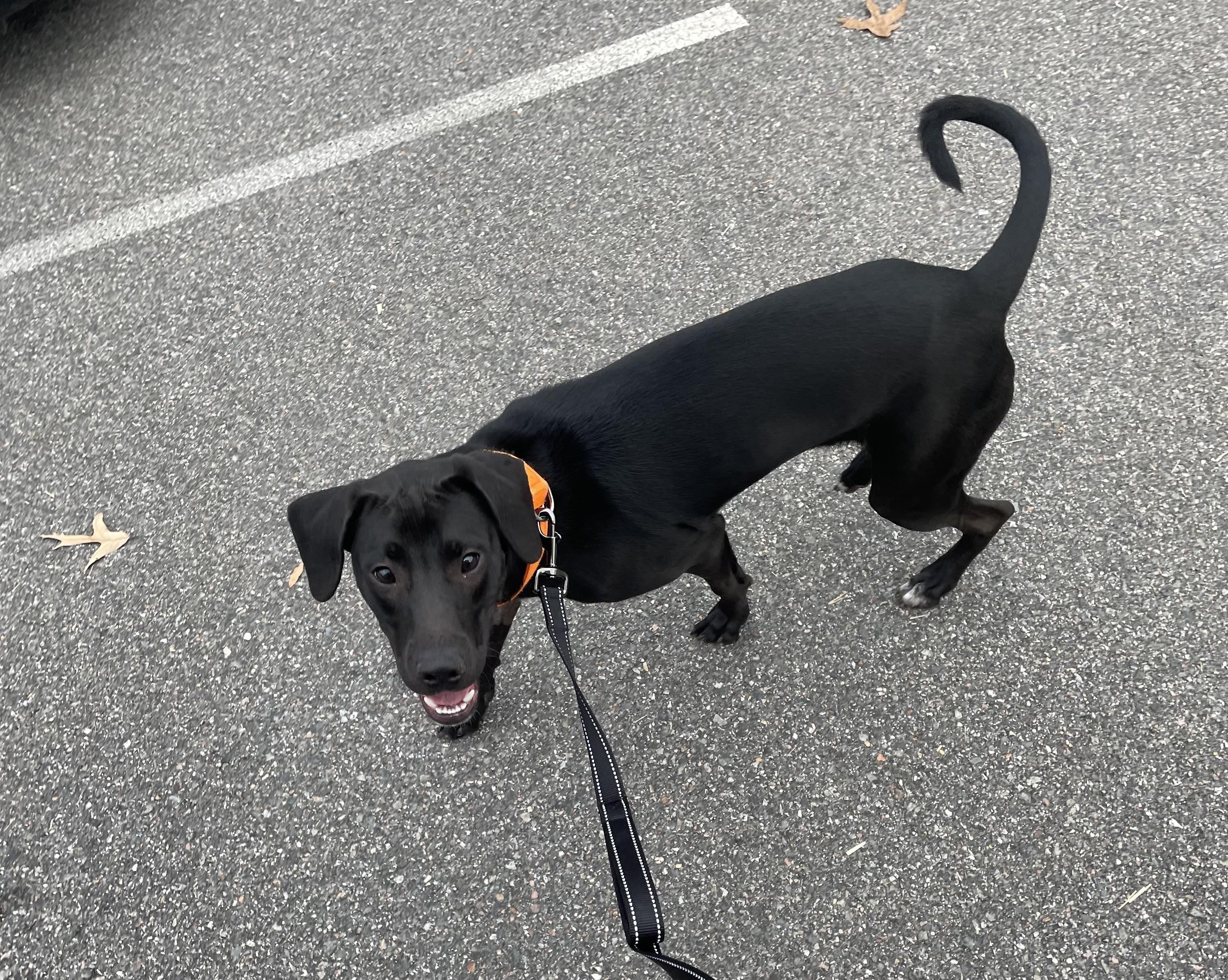 Turbo, ADOPTABLE, Young Male Hound & Retriever.