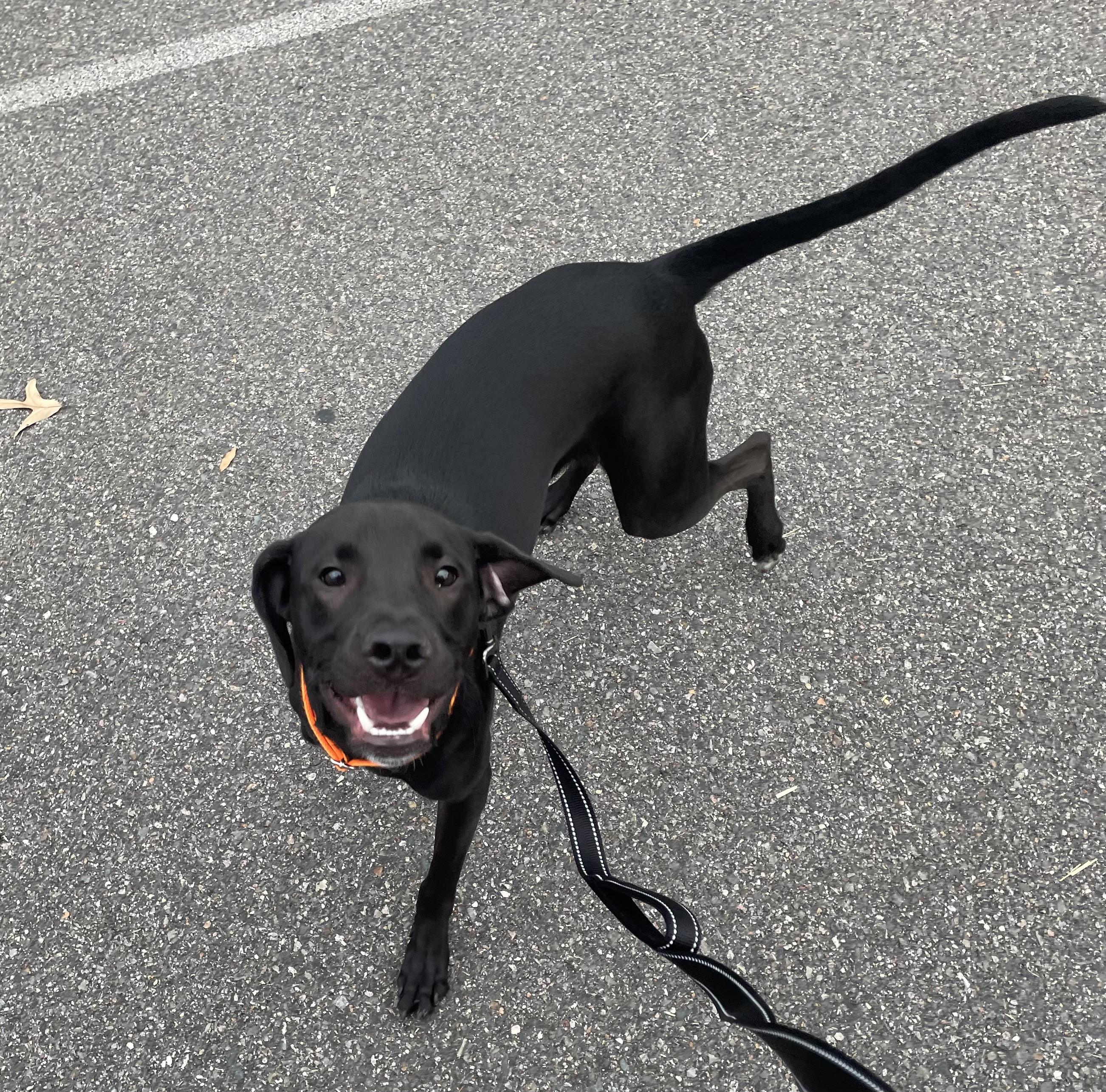 Turbo, a ADOPTABLE mixed breed in Richmond, VA image 2/3