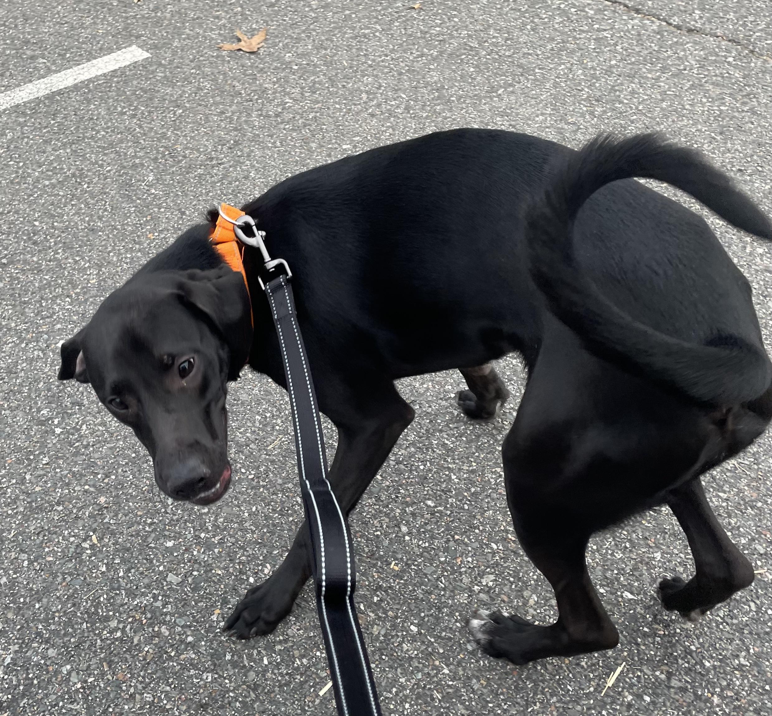 Turbo, a ADOPTABLE mixed breed in Richmond, VA image 3/3