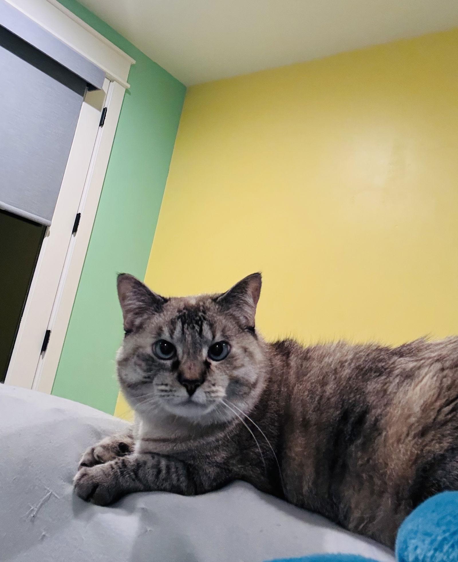 Enlarge Pearl - In Foster, a Adoptable mixed breed in Emmett, ID image 2/3