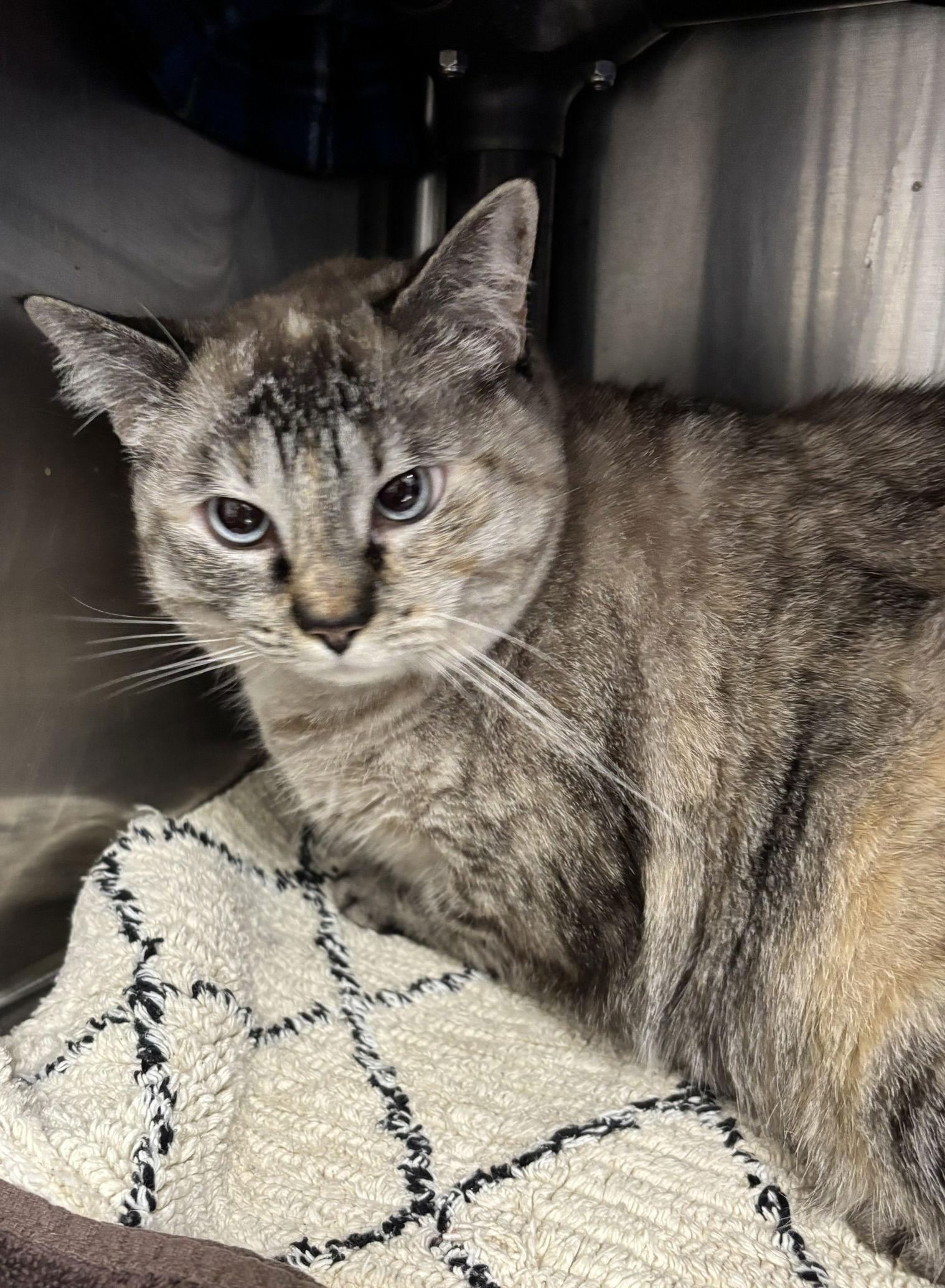 Pearl - In Foster, Adoptable, Adult Female Calico & Siamese.