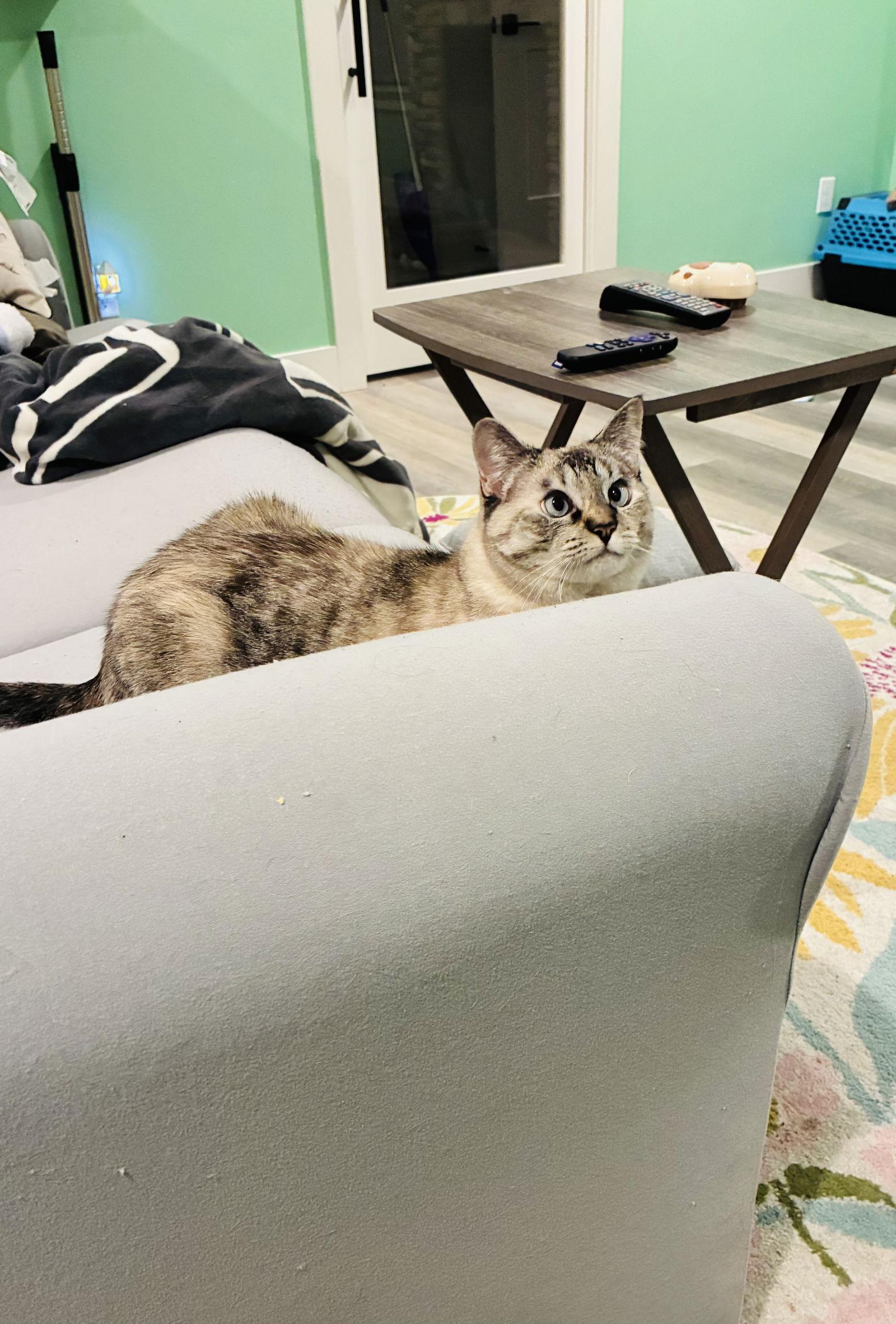 Pearl - In Foster, Adoptable, Adult Female Calico & Siamese.