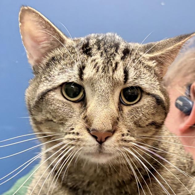 Pumpernickel, a ADOPTABLE Domestic Short Hair in Columbus, IN image 2/2