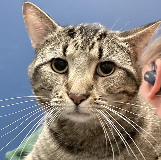 Pumpernickel, ADOPTABLE, Adult Male Domestic Short Hair.