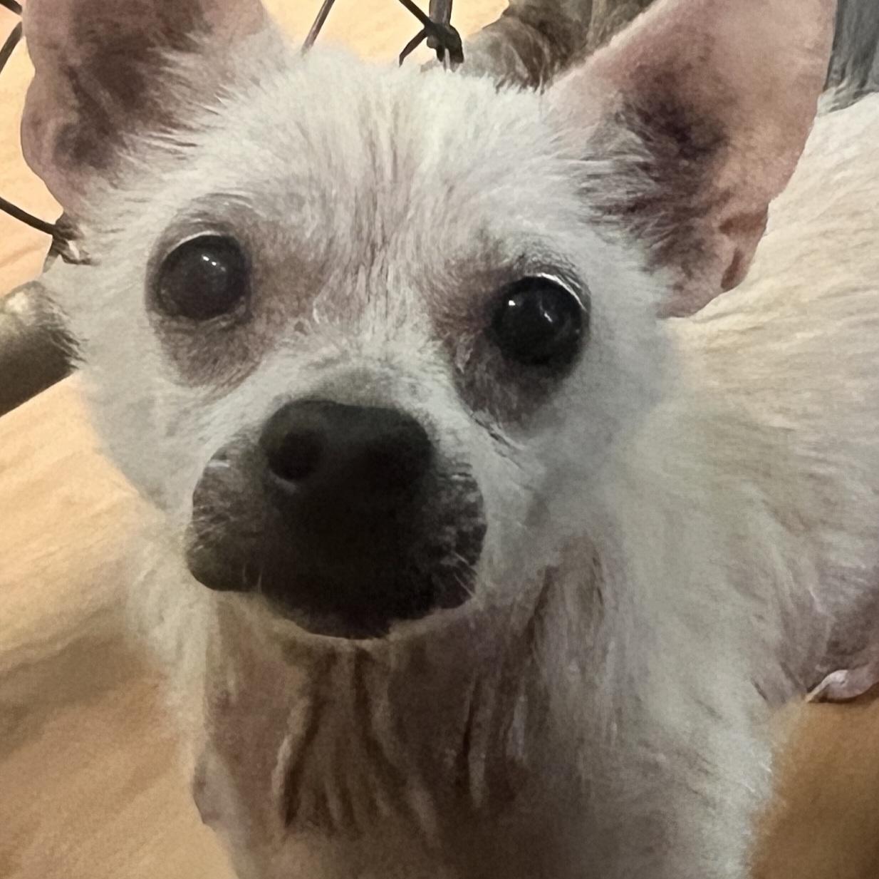 Enlarge Crouton, a ADOPTABLE Chihuahua in Eustis, FL image 1/1